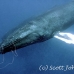whale_humpback_h_00128_dom3526.jpg